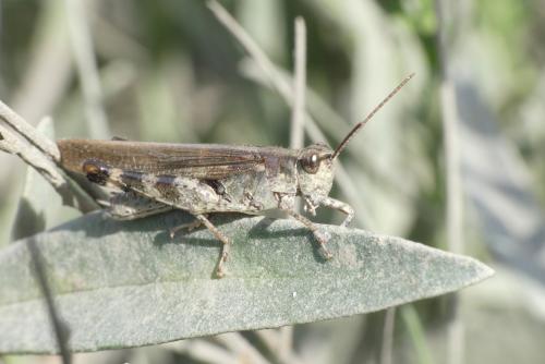 Epacromius tergestinus tergestinus
